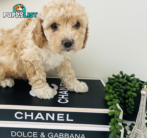 🐶✨ Adorable Cavoodle Puppies – Ready for Their Forever Homes! ✨🐶