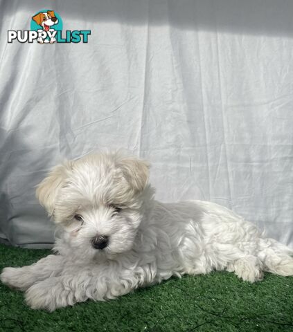 Maltese shih tzu