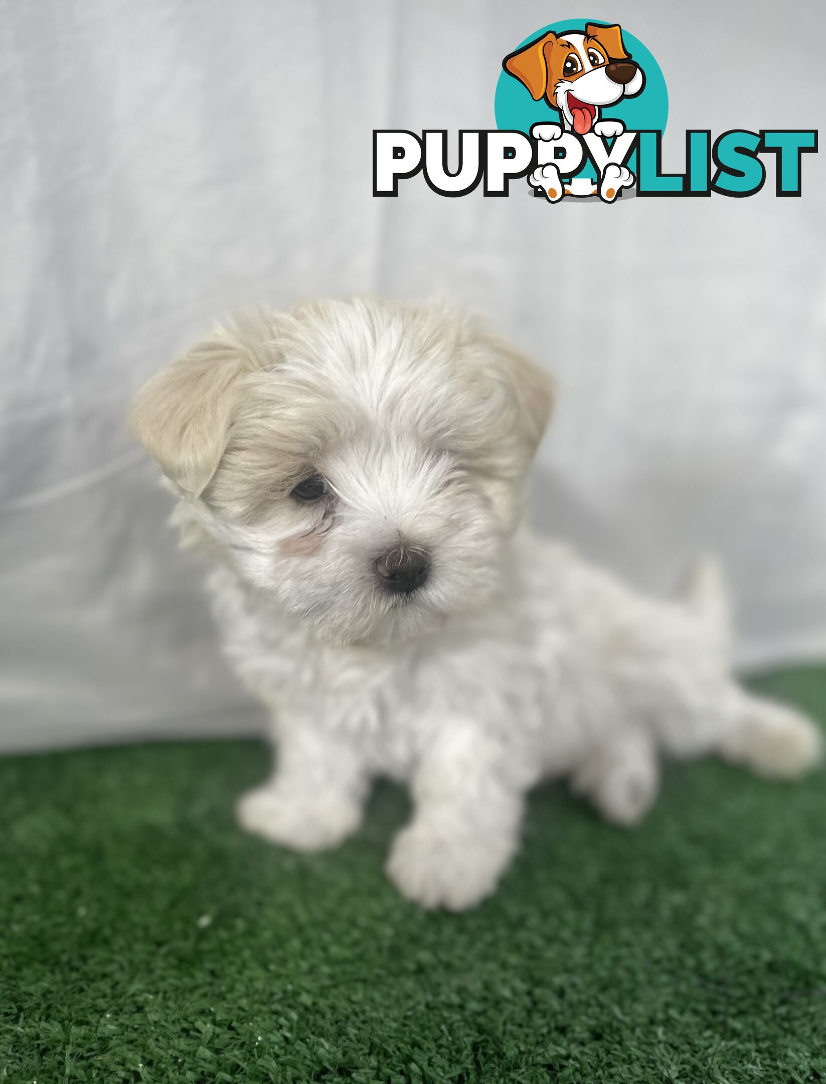 Maltese shih tzu