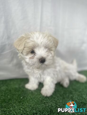 Maltese shih tzu