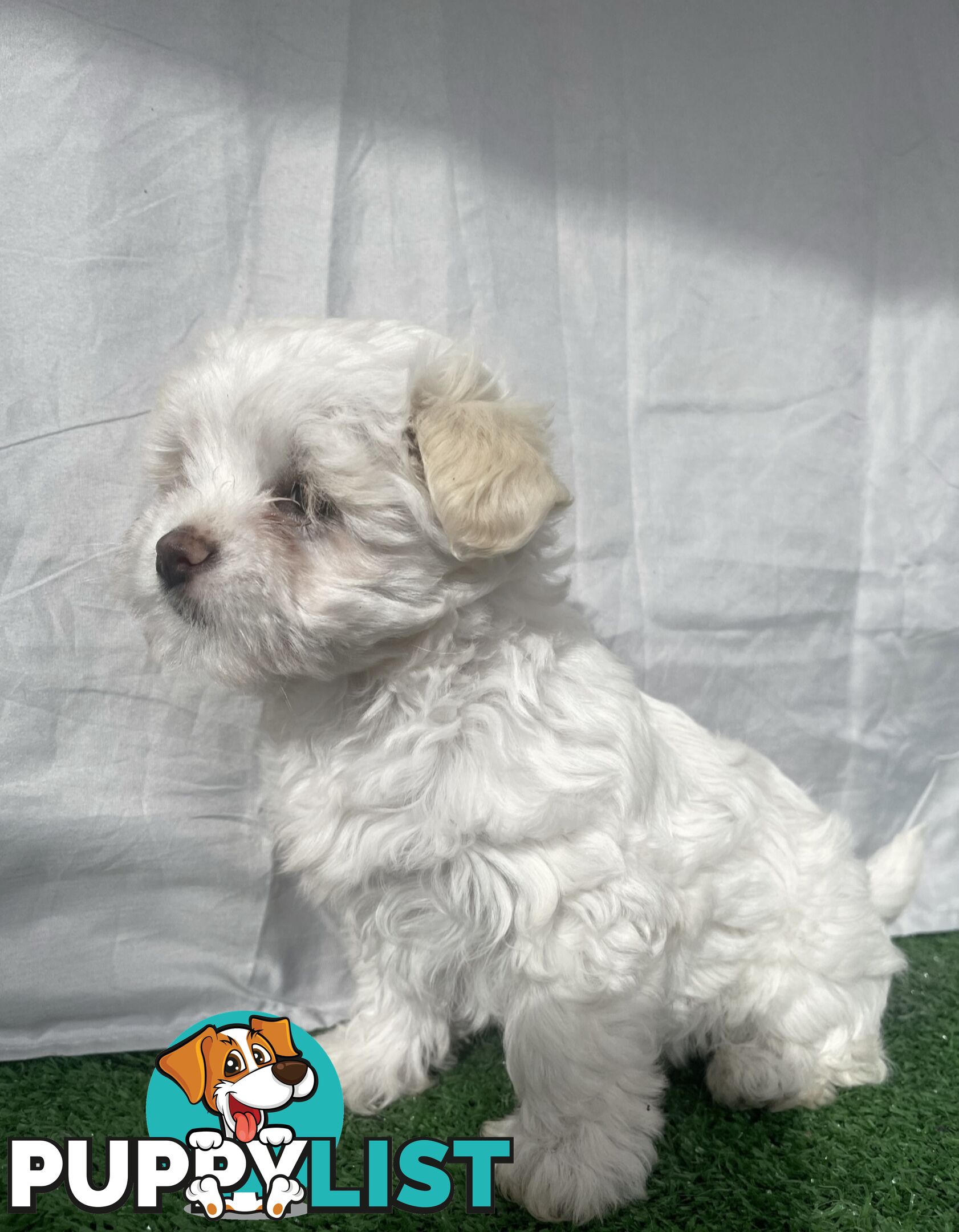 Maltese shih tzu