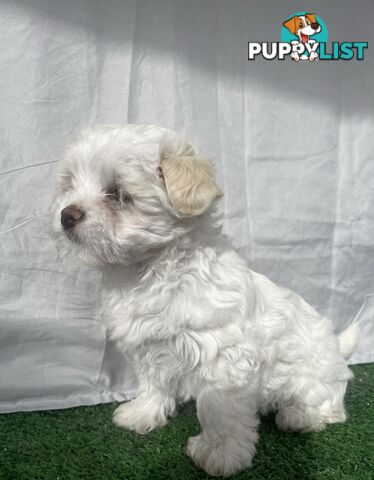 Maltese shih tzu