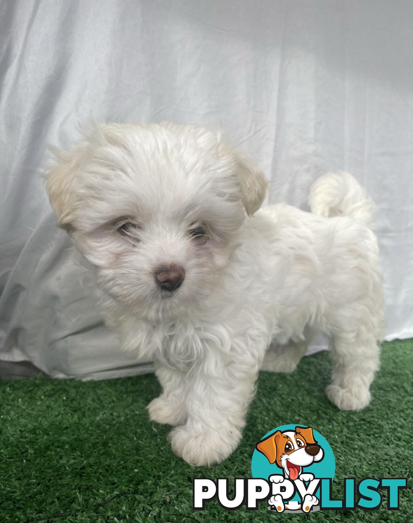 Maltese shih tzu