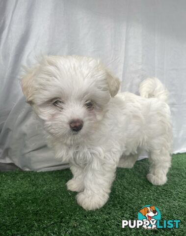 Maltese shih tzu