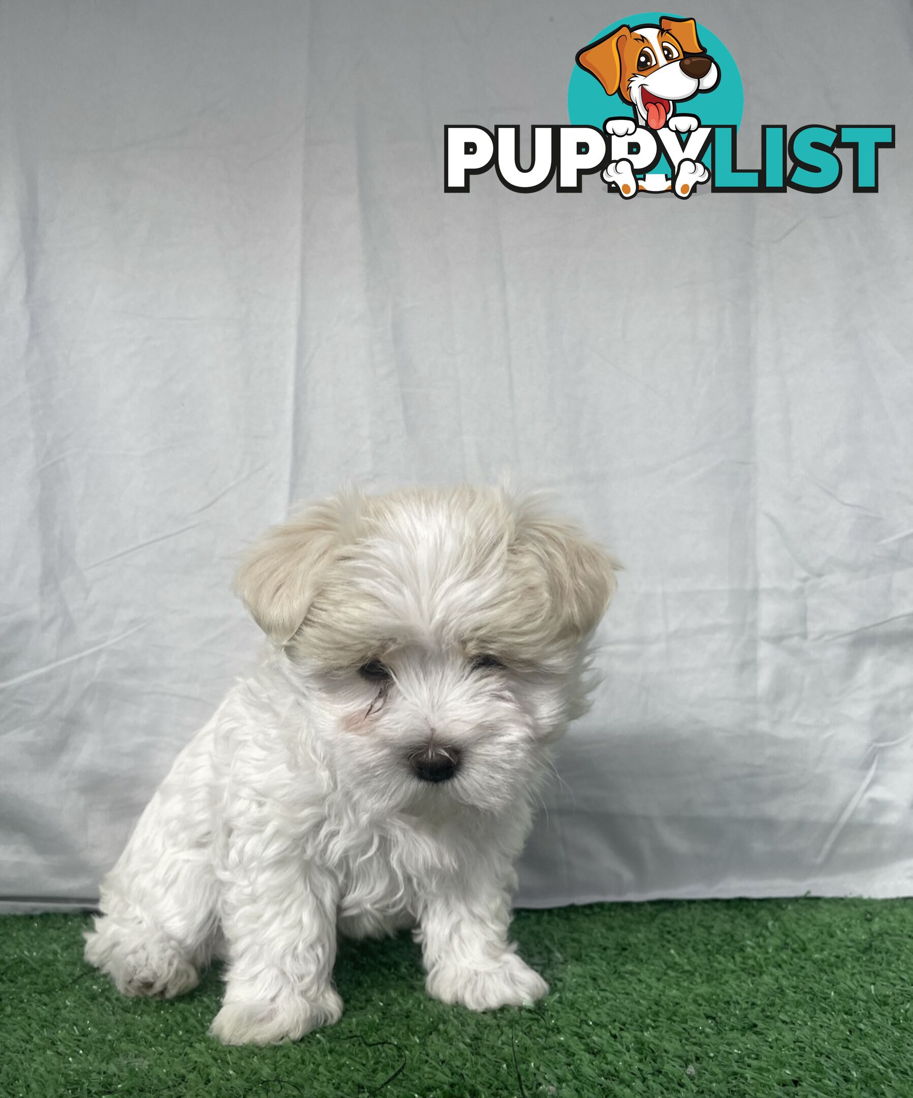 Maltese shih tzu