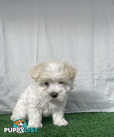 Maltese shih tzu