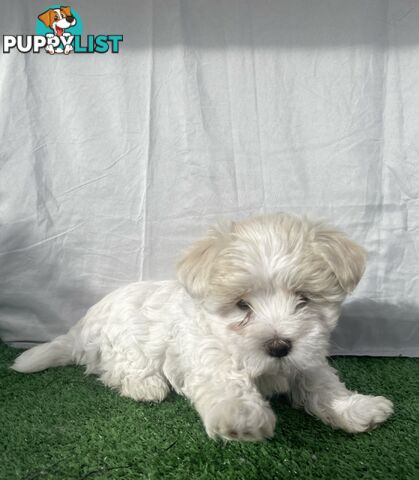 Maltese shih tzu