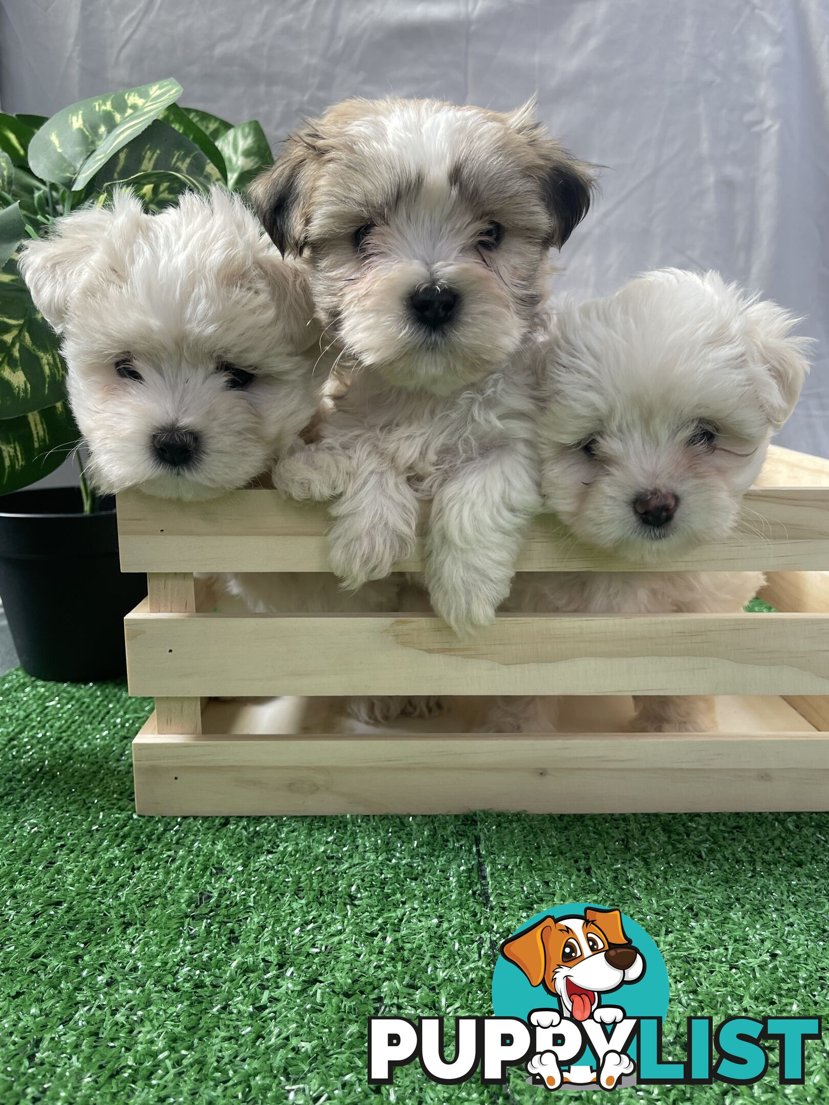 Maltese shih tzu