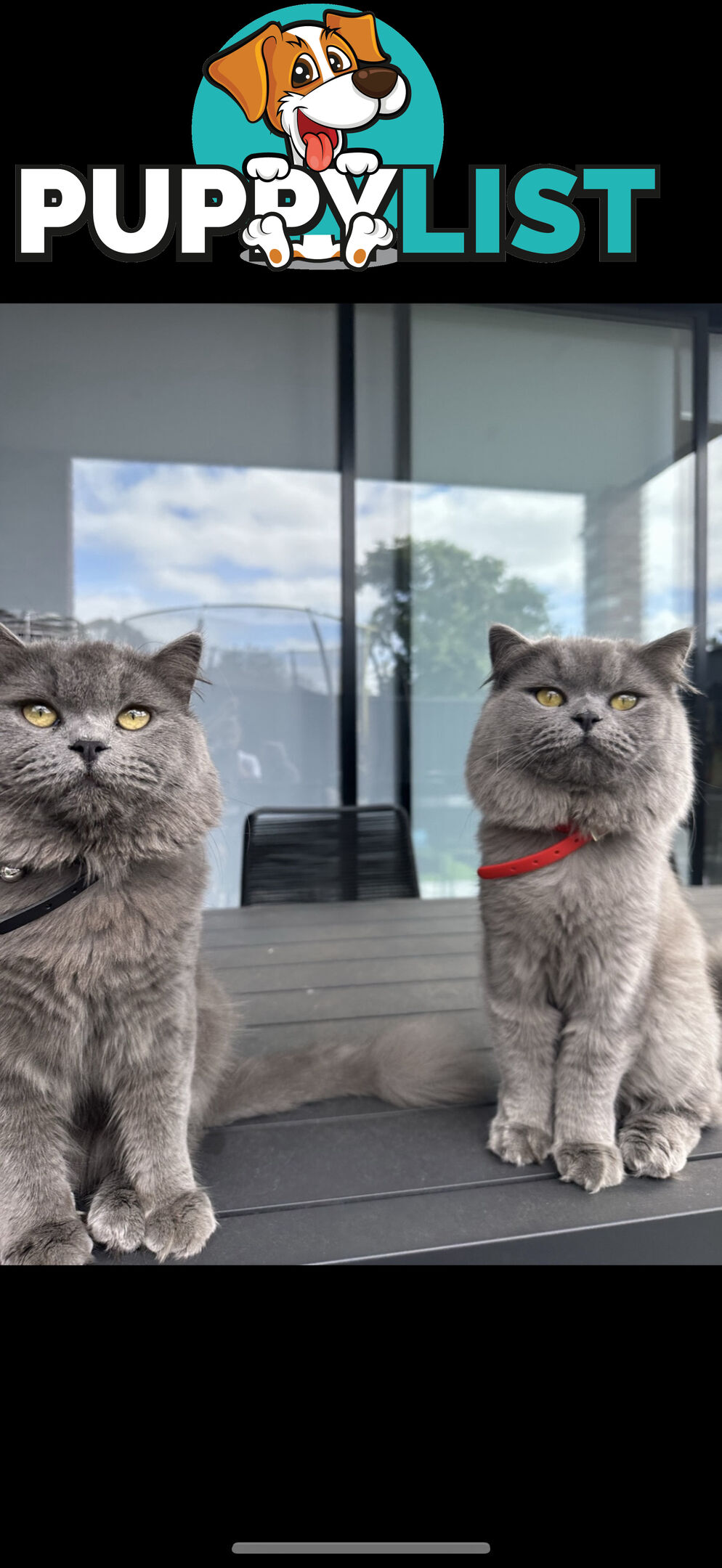 2 male British long hair cats