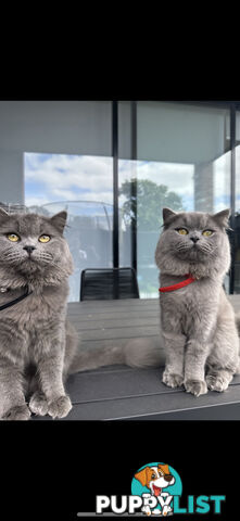 2 male British long hair cats