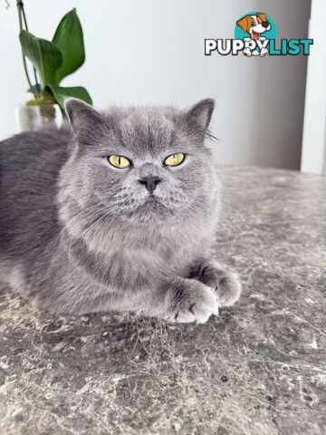 2 male British long hair cats