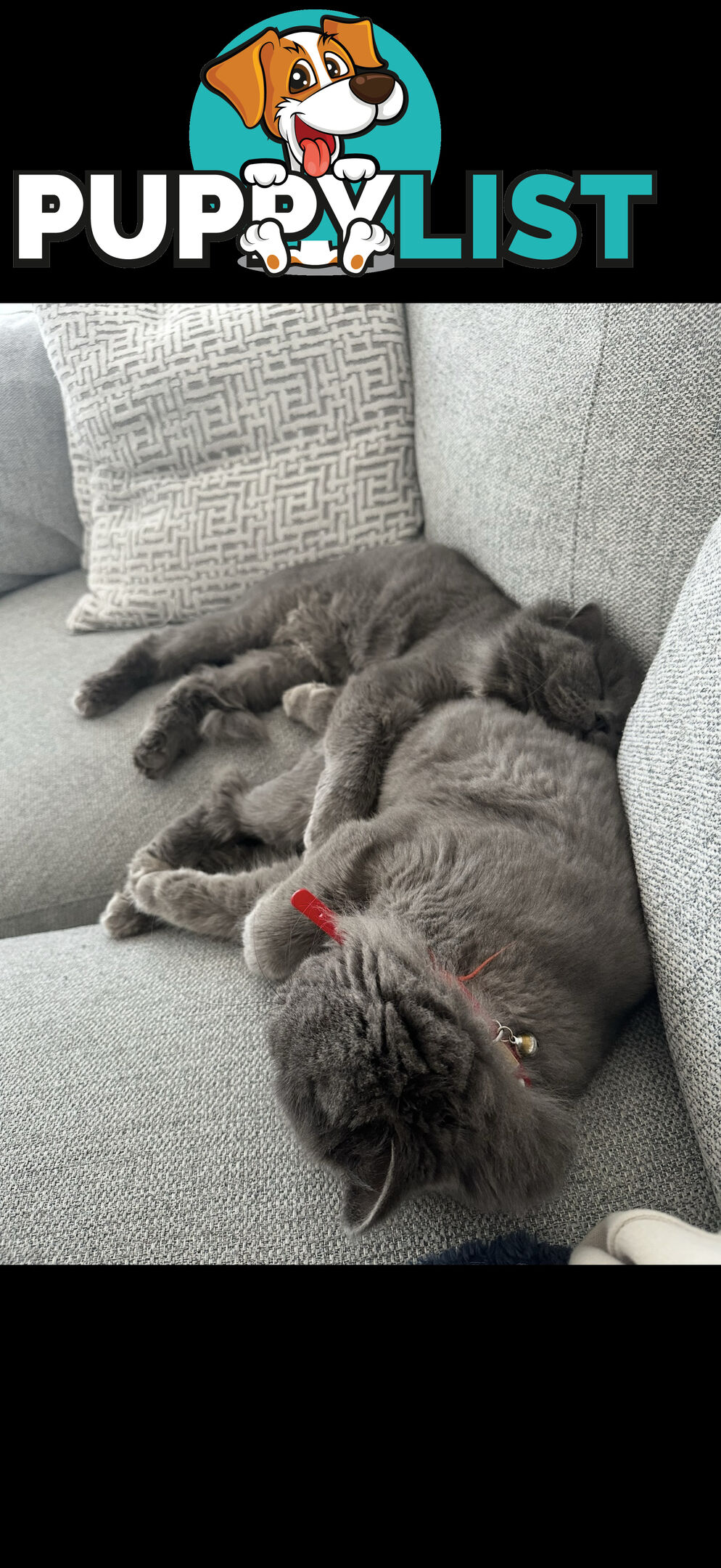 2 male British long hair cats