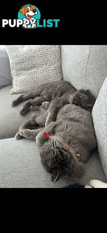 2 male British long hair cats