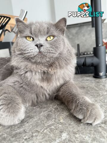 2 male British long hair cats