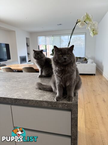 2 male British long hair cats