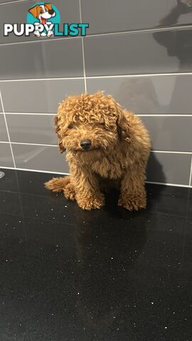 Toy poodle