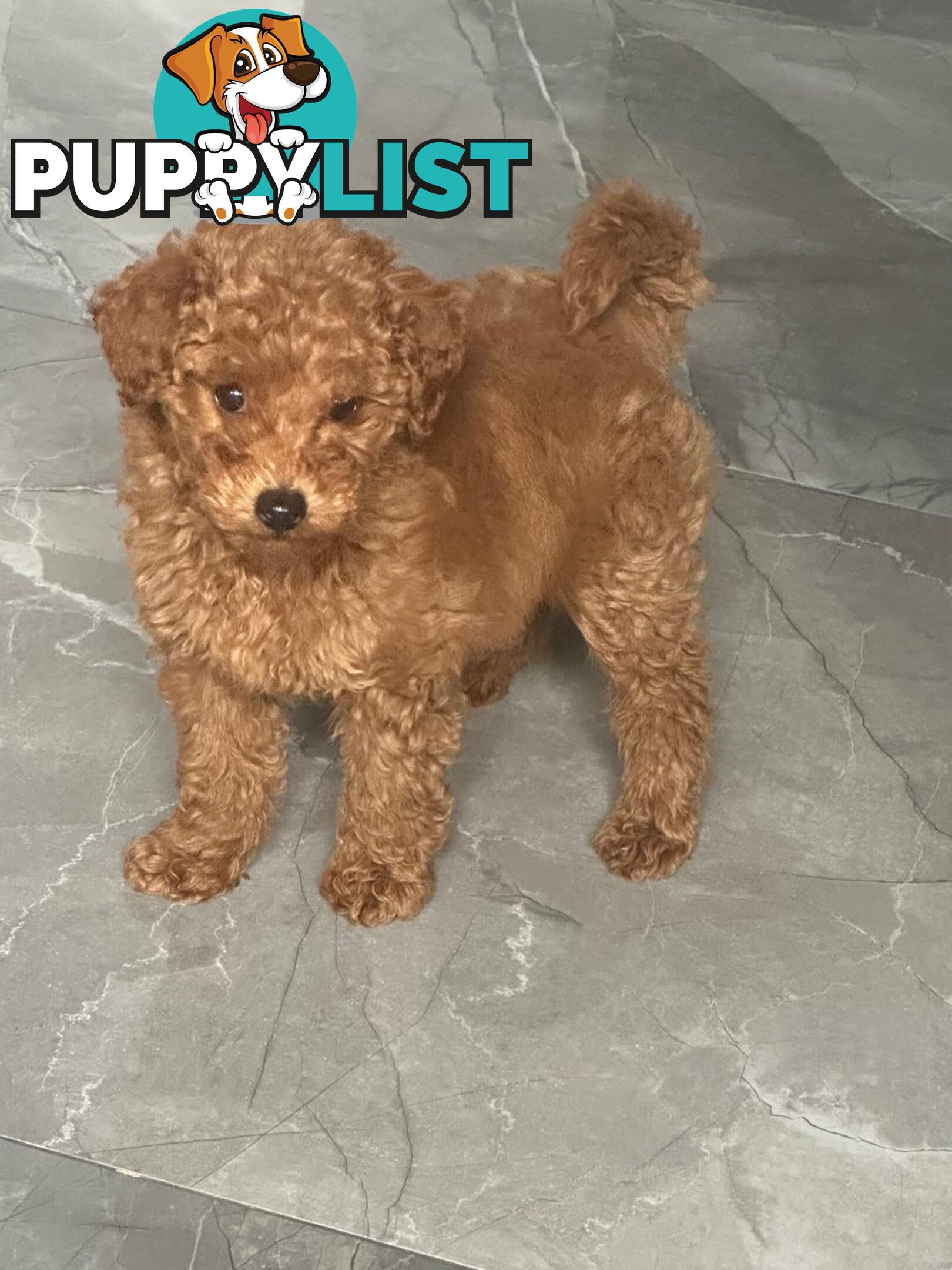 Toy poodle