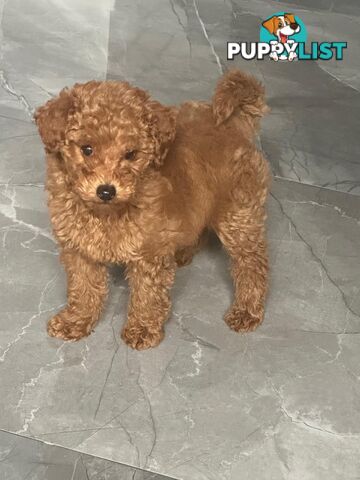 Toy poodle