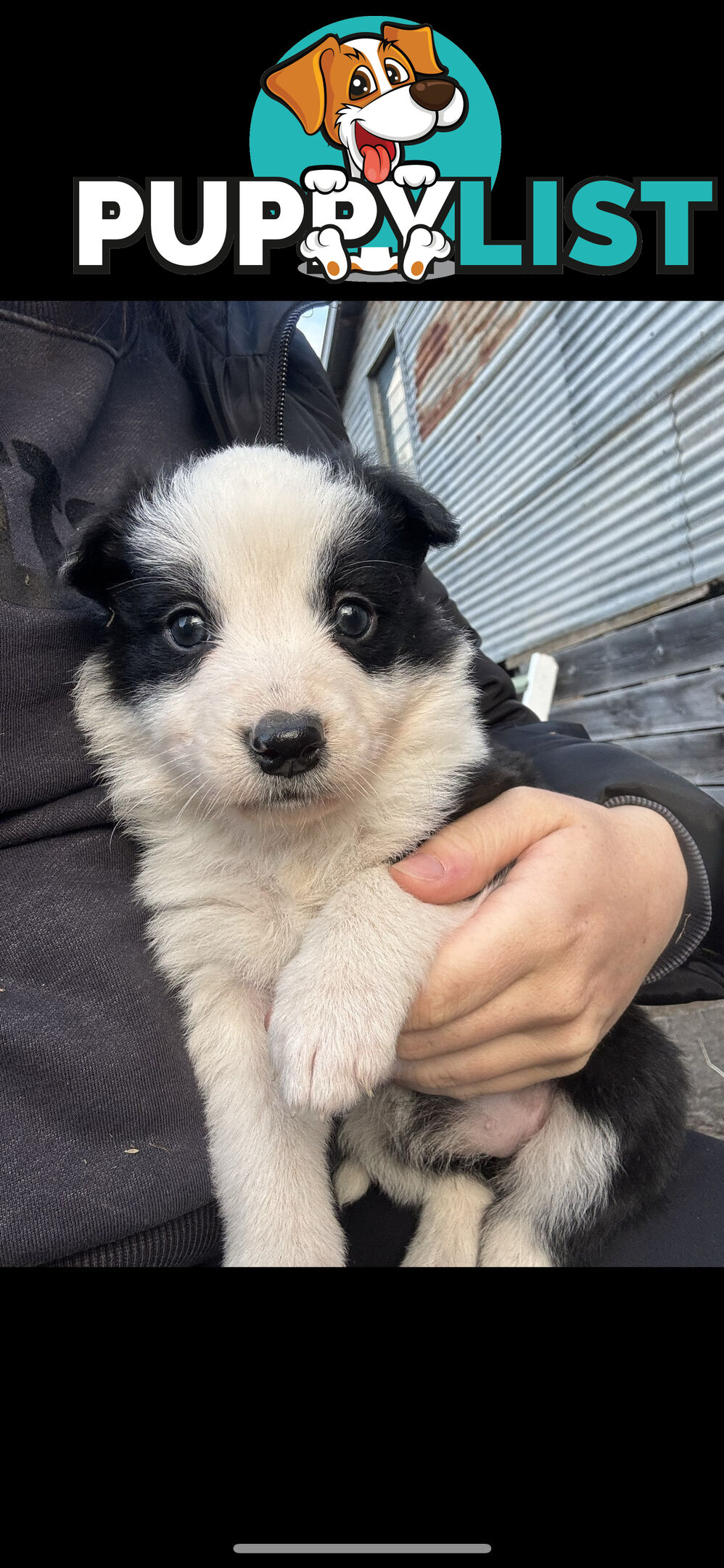 Traditional Border Collie Pups