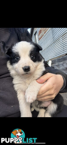 Traditional Border Collie Pups