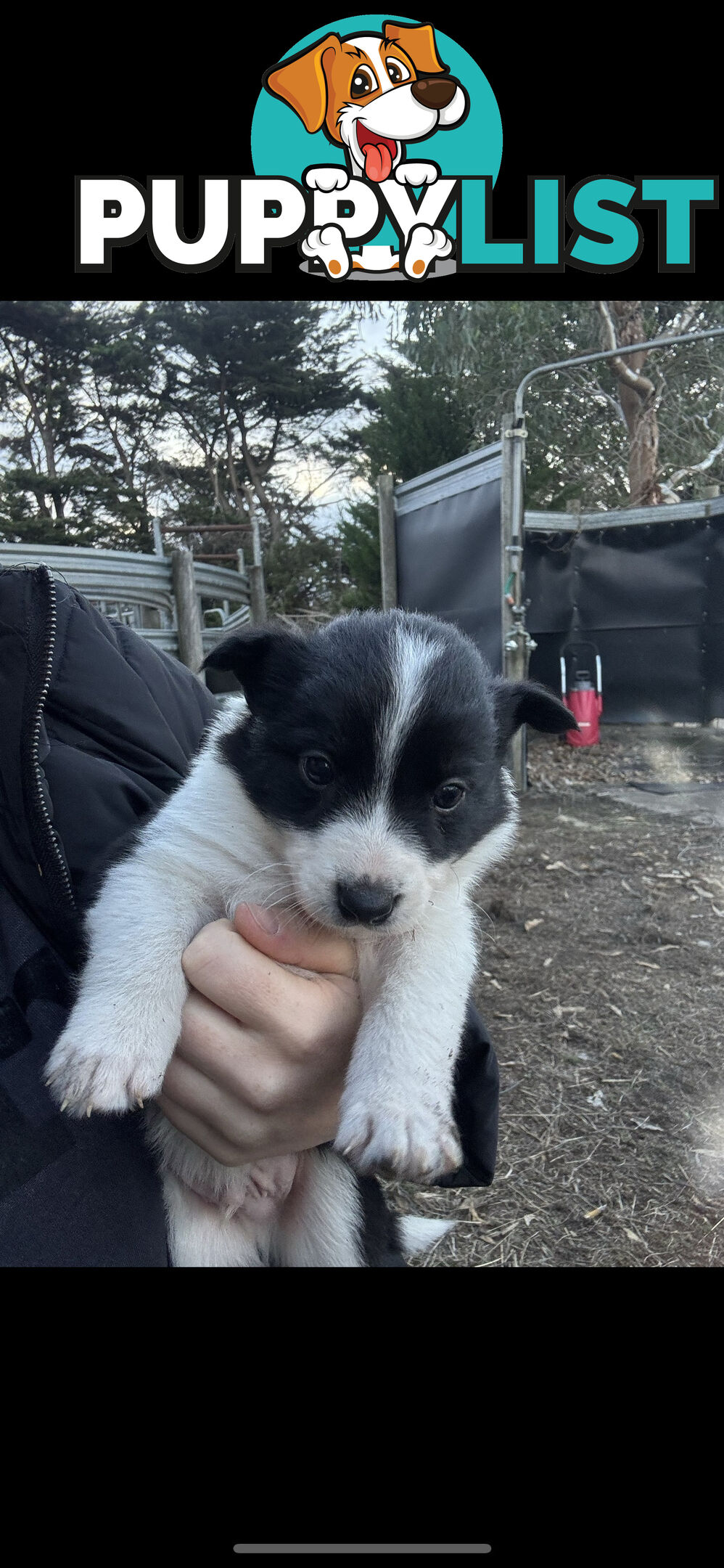 Traditional Border Collie Pups