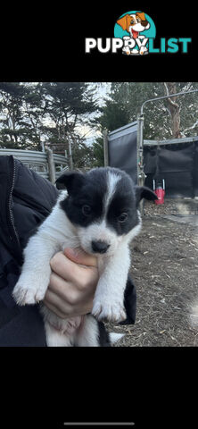 Traditional Border Collie Pups