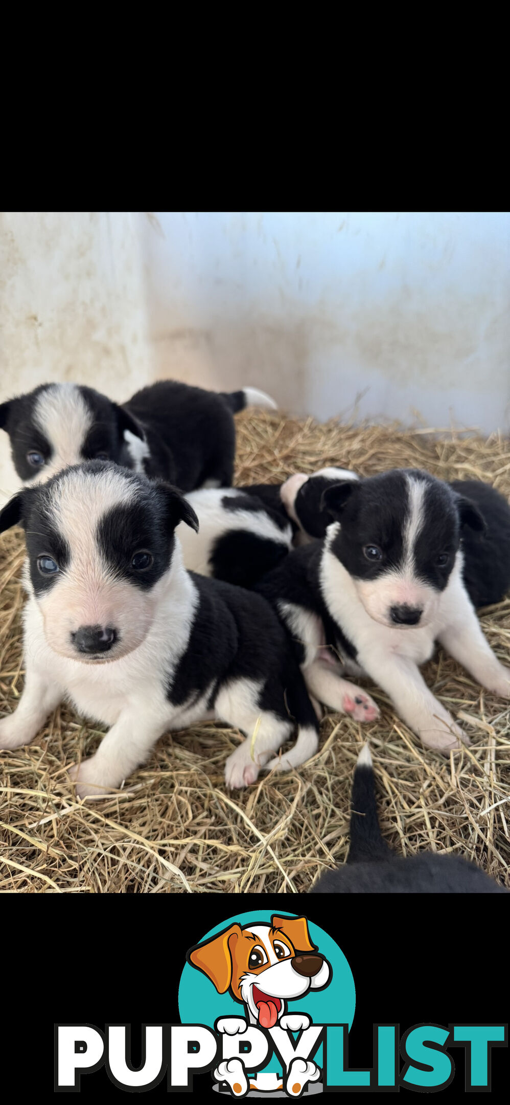 Traditional Border Collie Pups