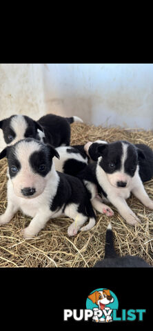 Traditional Border Collie Pups