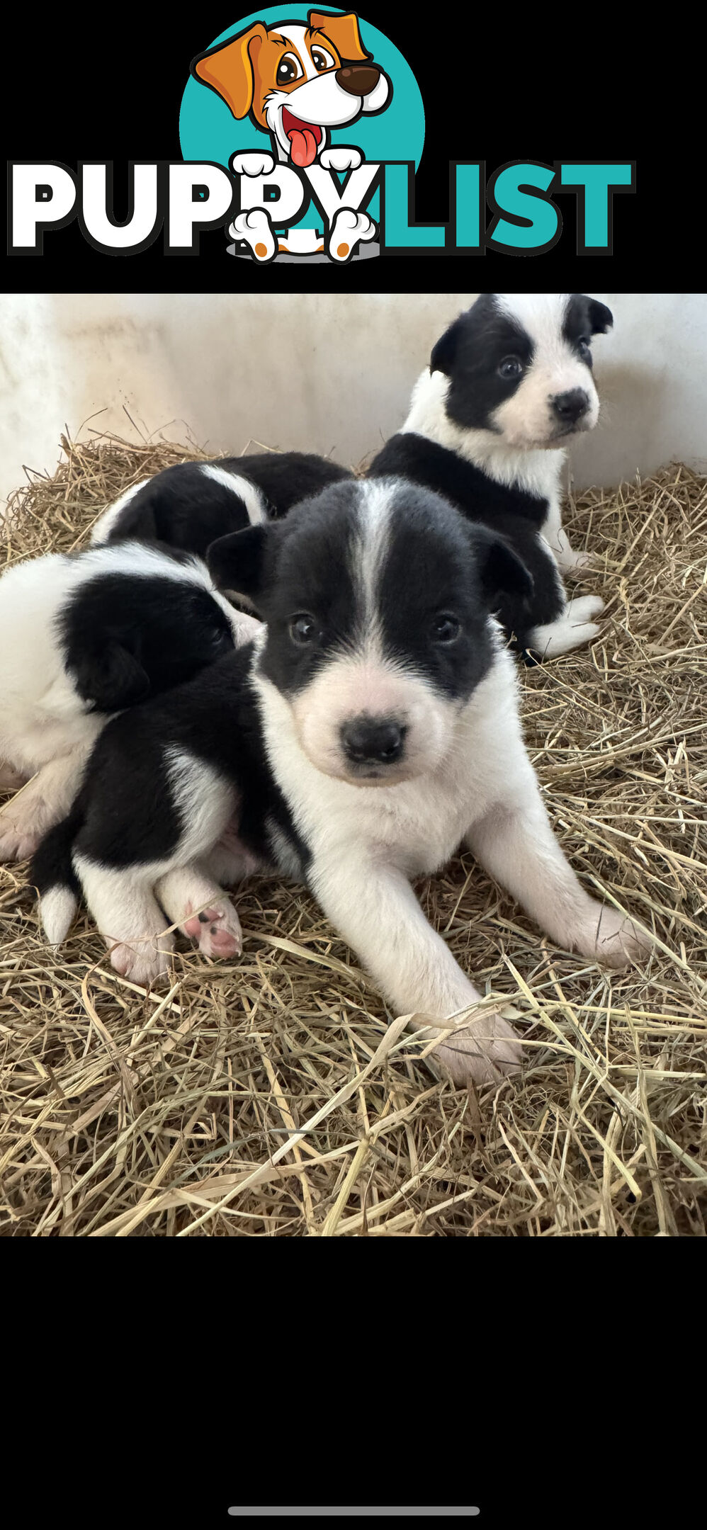 Traditional Border Collie Pups