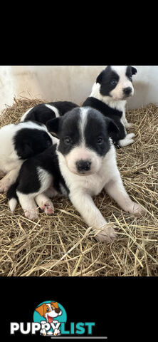Traditional Border Collie Pups