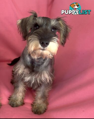 Miniature Schnauzer Puppies,Pedigree