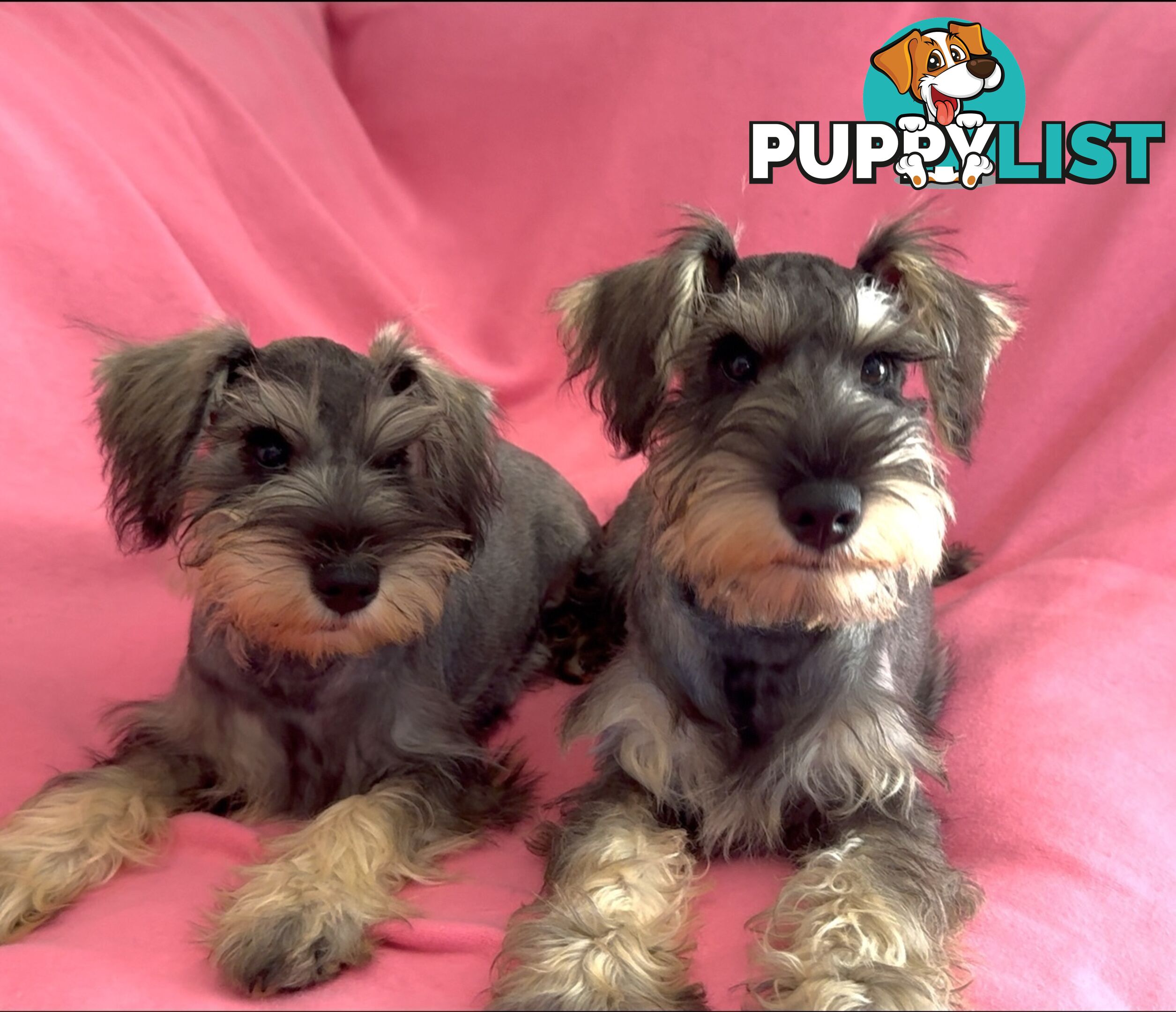 Miniature Schnauzer Puppies,Pedigree