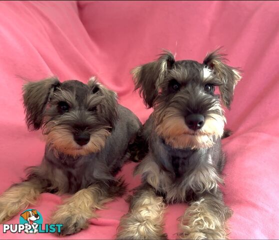 Miniature Schnauzer Puppies,Pedigree