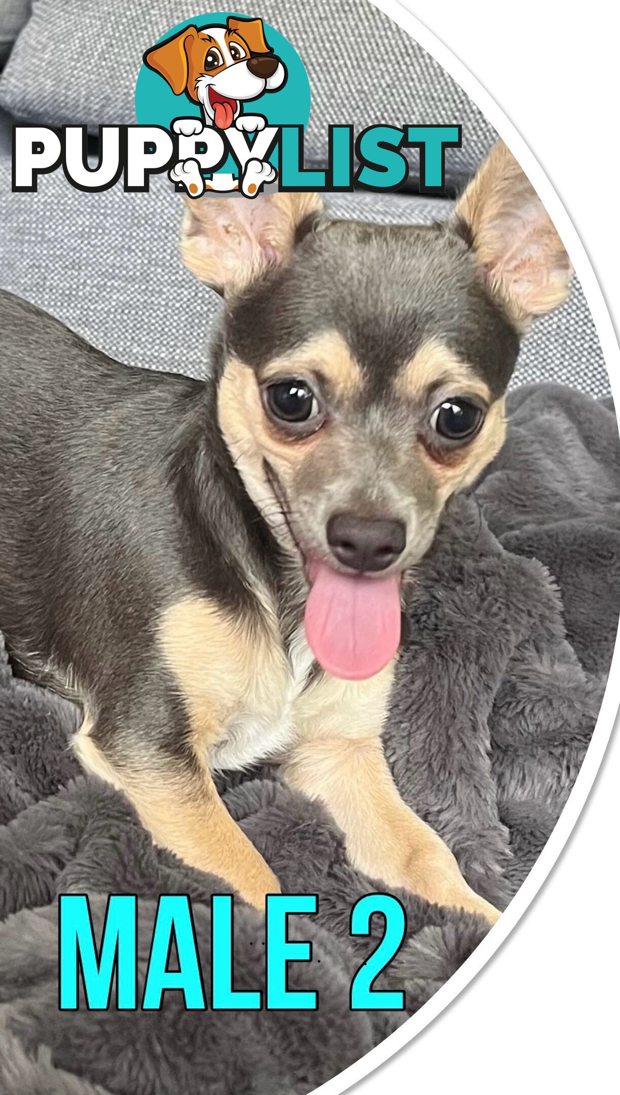 Male Chihuahua’s