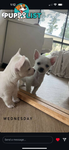 Gorgeous purebred chihuahua puppies