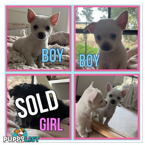 Gorgeous purebred chihuahua puppies