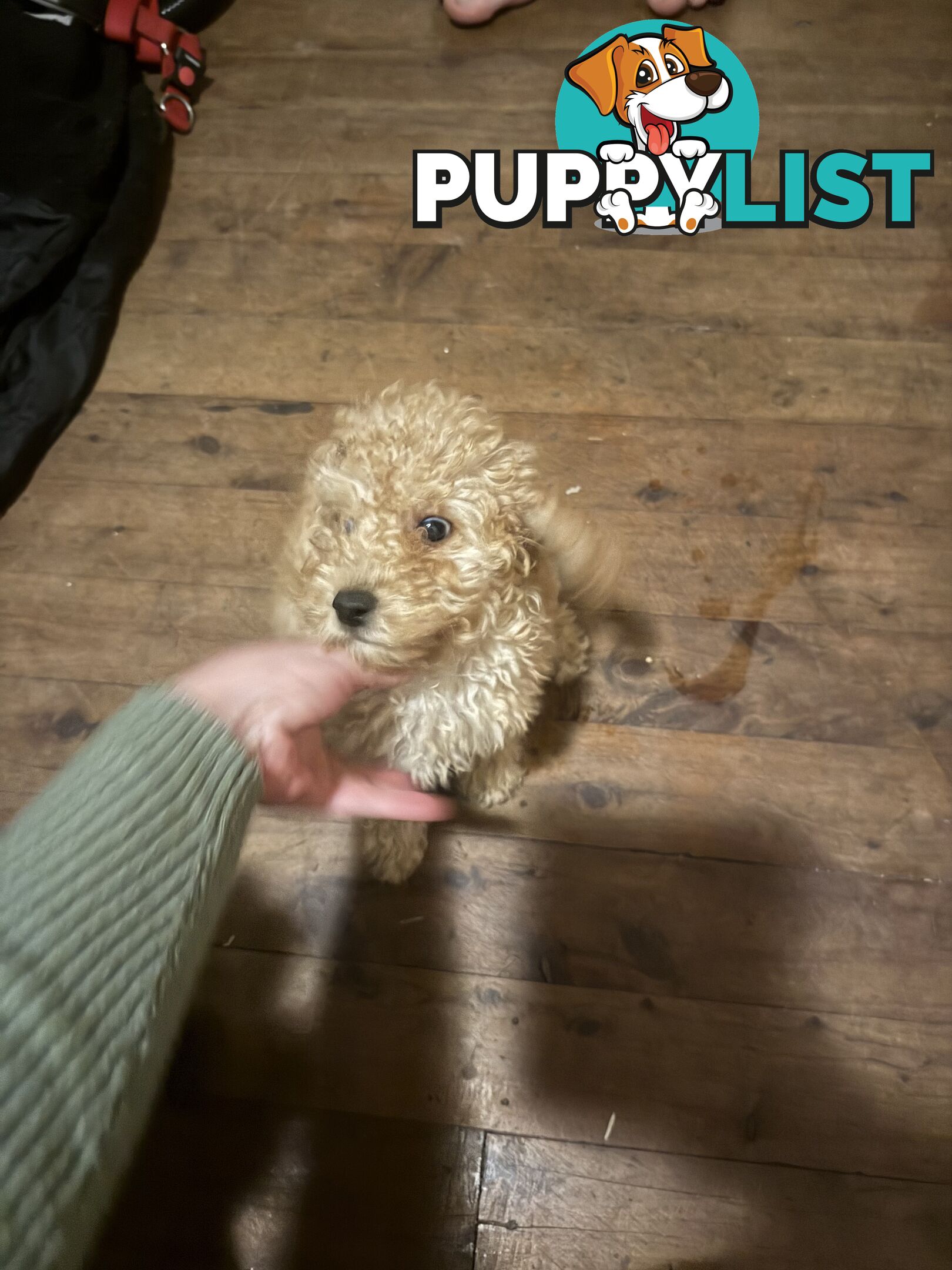 Toy poodle puppies