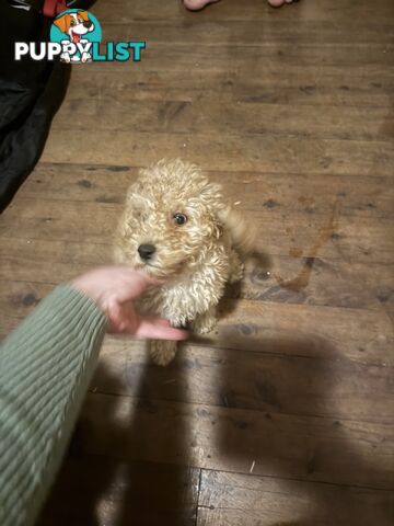 Toy poodle puppies