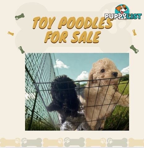 Toy poodle puppies