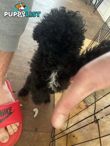 Toy poodle puppies