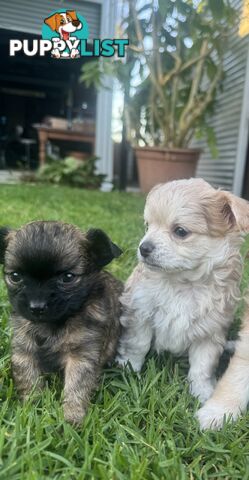 Apple head chihuahua puppies