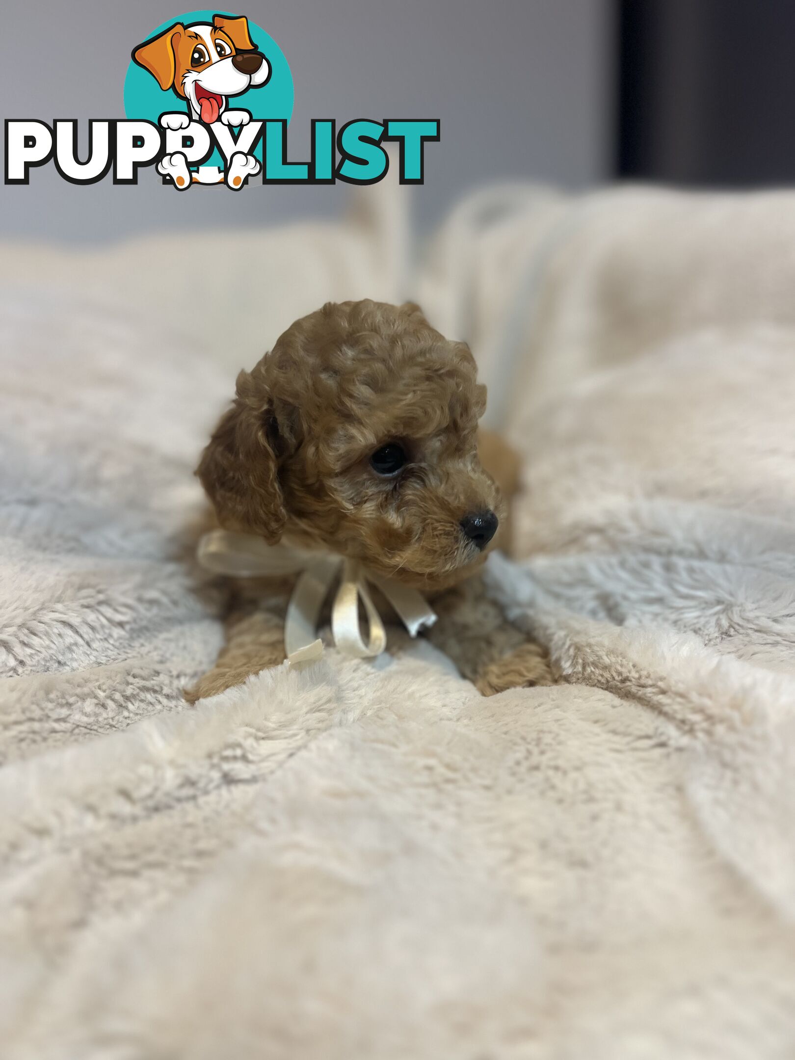 Puppies x 5 - Bichon Frise x Toy Poodle