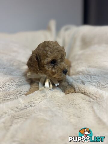 Puppies x 5 - Bichon Frise x Toy Poodle