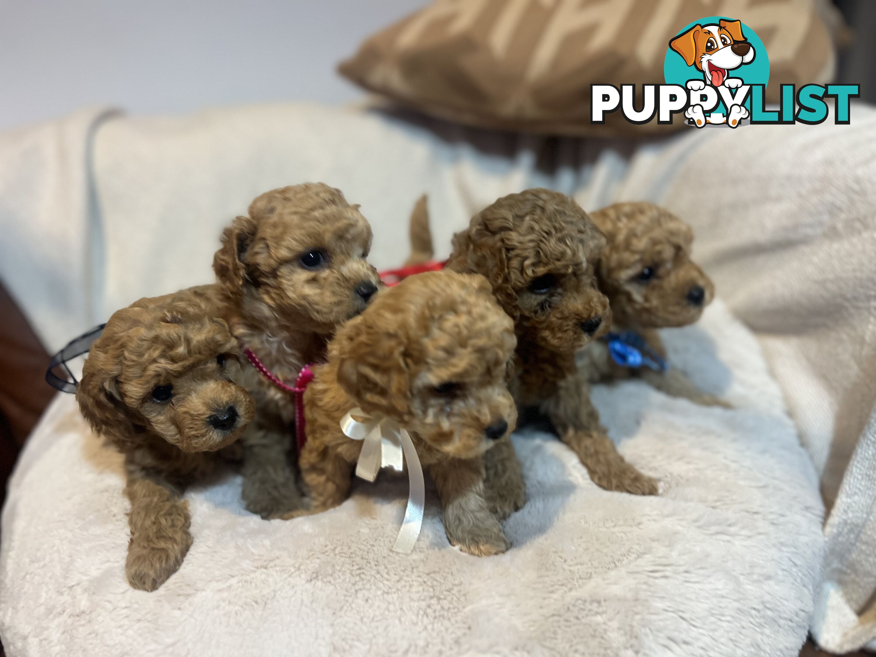 Puppies x 5 - Bichon Frise x Toy Poodle