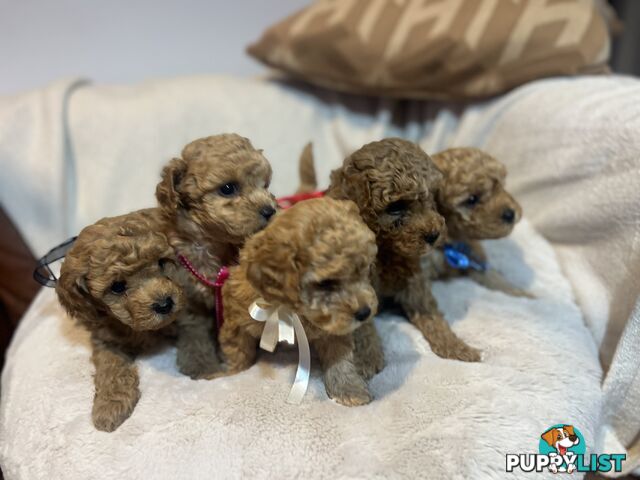 Puppies x 5 - Toy poodle x Bichon Frise