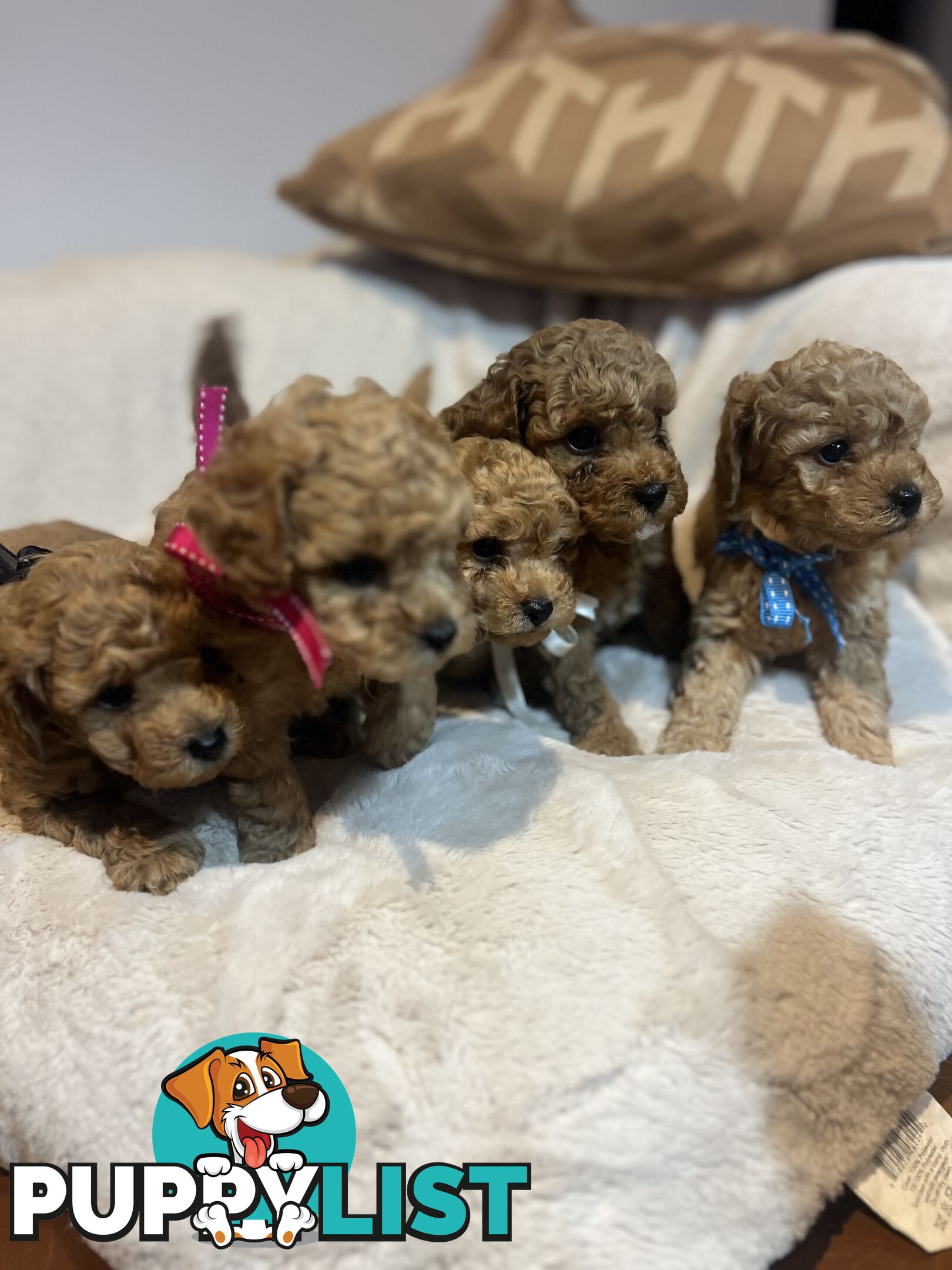 Puppies x 5 - Bichon Frise x Toy Poodle