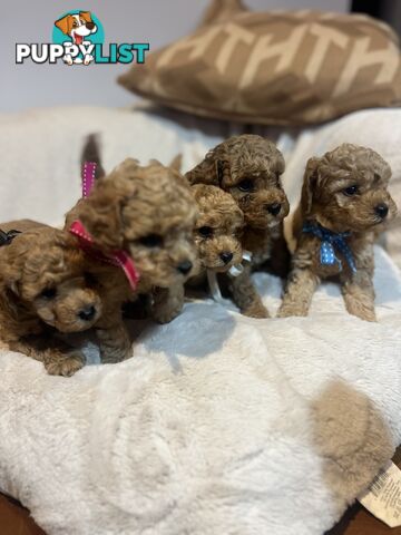 Puppies x 5 - Bichon Frise x Toy Poodle