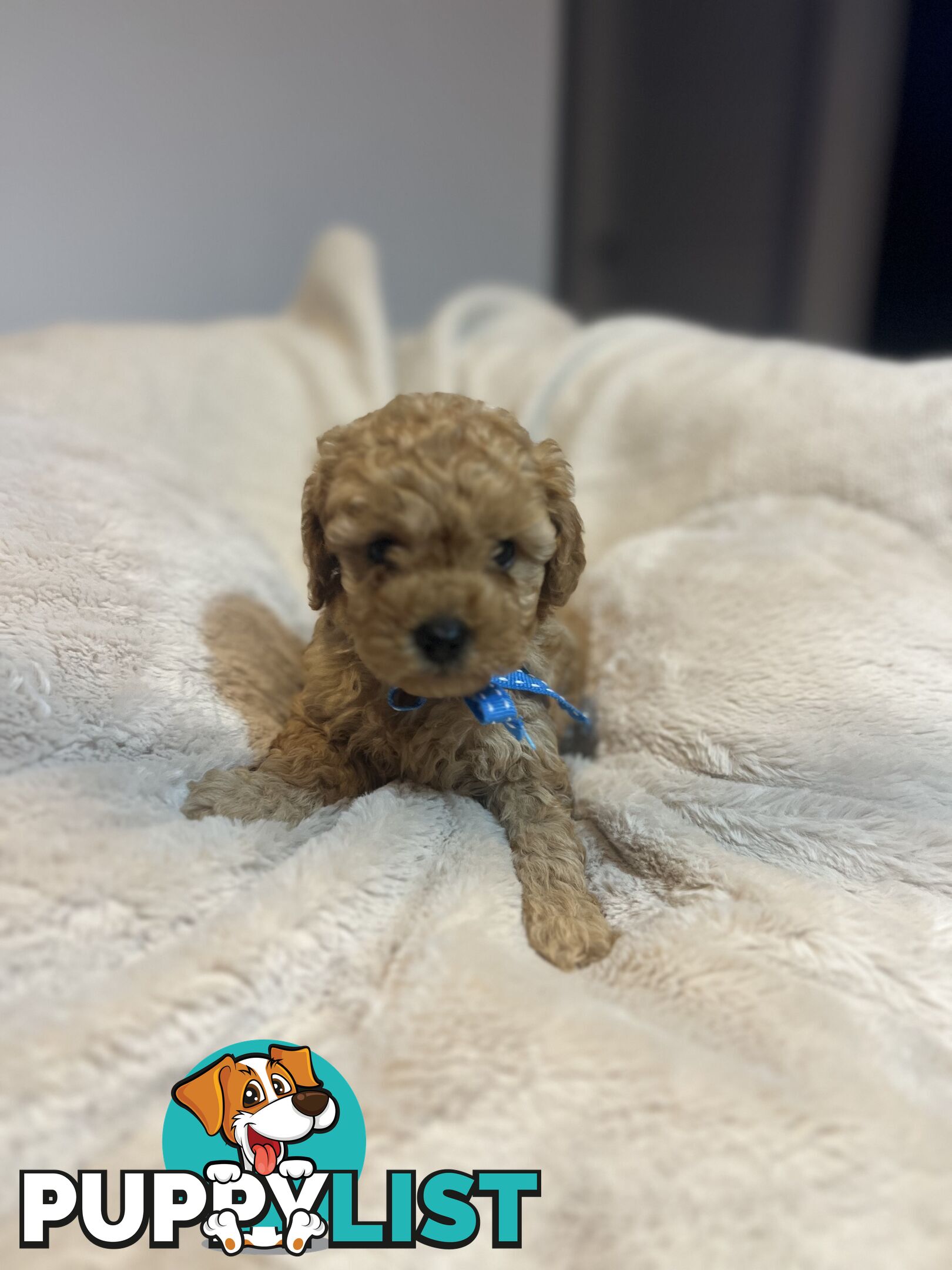 Puppies x 5 - Bichon Frise x Toy Poodle