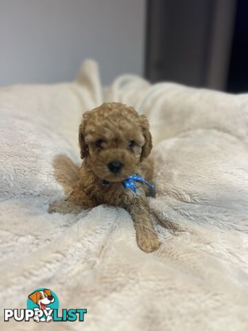 Puppies x 5 - Bichon Frise x Toy Poodle