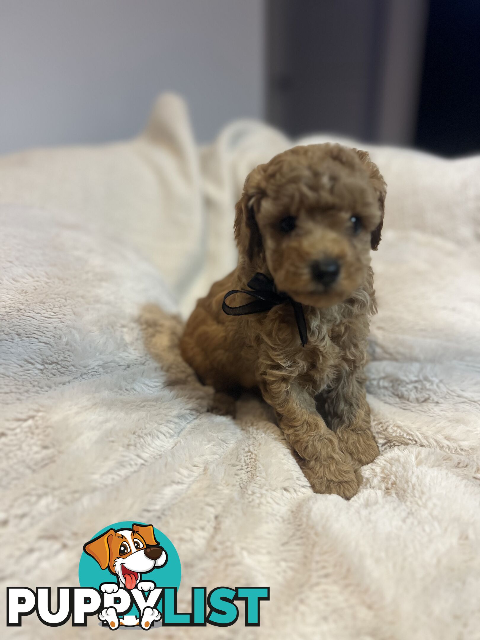 Puppies x 5 - Bichon Frise x Toy Poodle